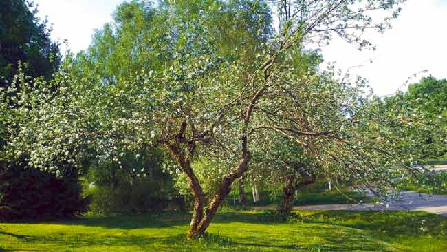 Apple Trees, La Tour du Crieu, Private collection