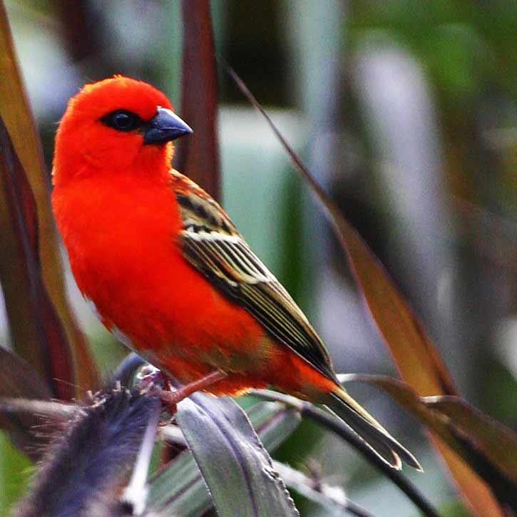 Le Cardinal, oiseau de l'Ile de la R�union - Photo Christophe EYQUEM