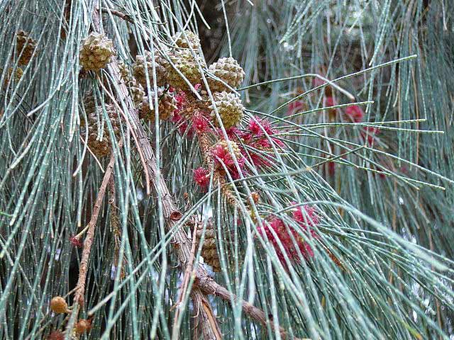 Filao (Casuarina equisetifolia) - Photo Atamari