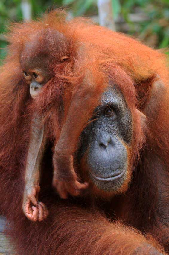 Bay of Bengal, Trincomalee - The great primates